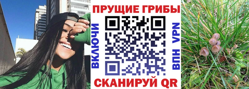 OMG ССЫЛКА  как найти   Кадников  Псилоцибиновые грибы ЛСД 